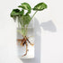 Bubbly™ Hydroponic Vases